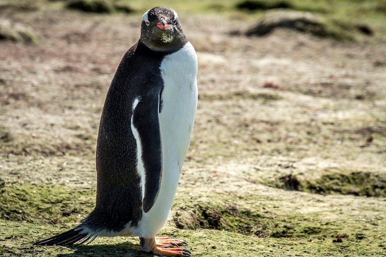 A waddling penguin standing upright on a grassy and rocky surface, looking directly at the camera. The penguin has a white belly, black back, and distinctive white patches above its eyes. The background is a natural outdoor setting with green mossy areas. A waddling penguin standing upright on a grassy and rocky surface, looking directly at the camera. The penguin has a white belly, black back, and distinctive white patches above its eyes. The background is a natural outdoor setting with green mossy areas.