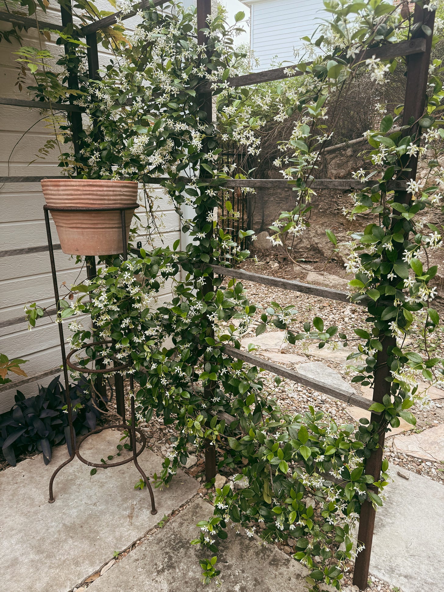 Photo of Jasmine