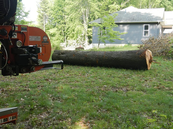Huge Red Oak for milling on the Wood-Mizer