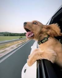 This dog stuck his head out the window because he wanted a ...