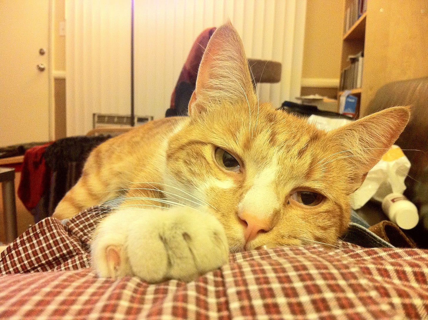 This cat picture is here to distract you from the truth This cat picture is here to distract you from the truth