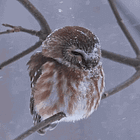 Number One With A Bullet. Tabs, Wed., Feb. 4, 2026