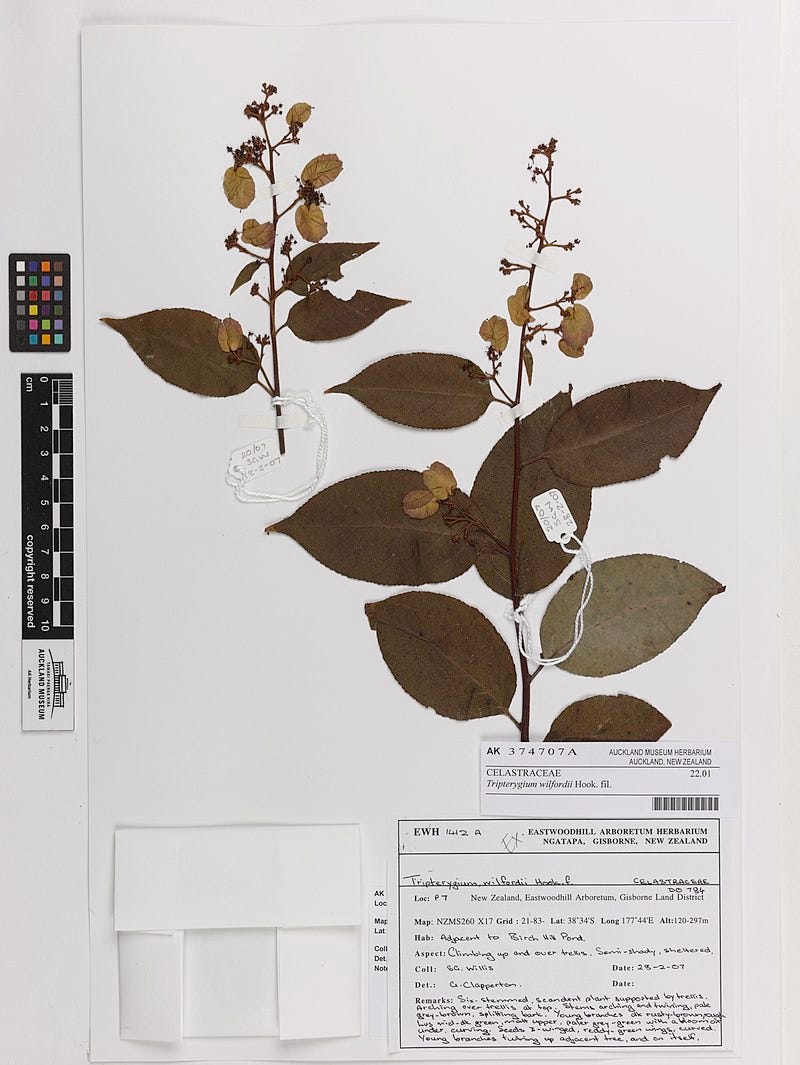Tripterygium wilfordii Hook. fil. (AM AK374707-1).jpg