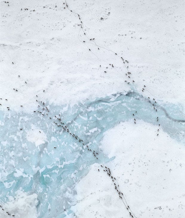 Photo of migrating caribou.
