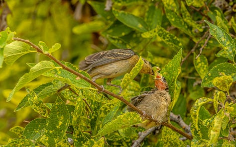 The female Lazuli Bunting arrives with a large, green grasshopper and then feeds it to her smallest fledgling.