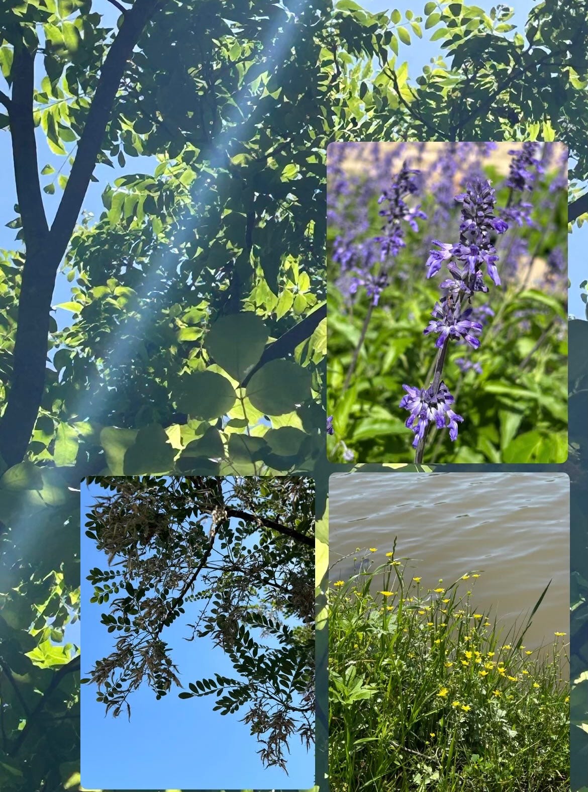 a collage of four photos of sun rays coming through the trees against a blue sky, tree leaves and branches, little yellow flowers at the bank of a pond; and a purple flower on a mealy cup sage bush