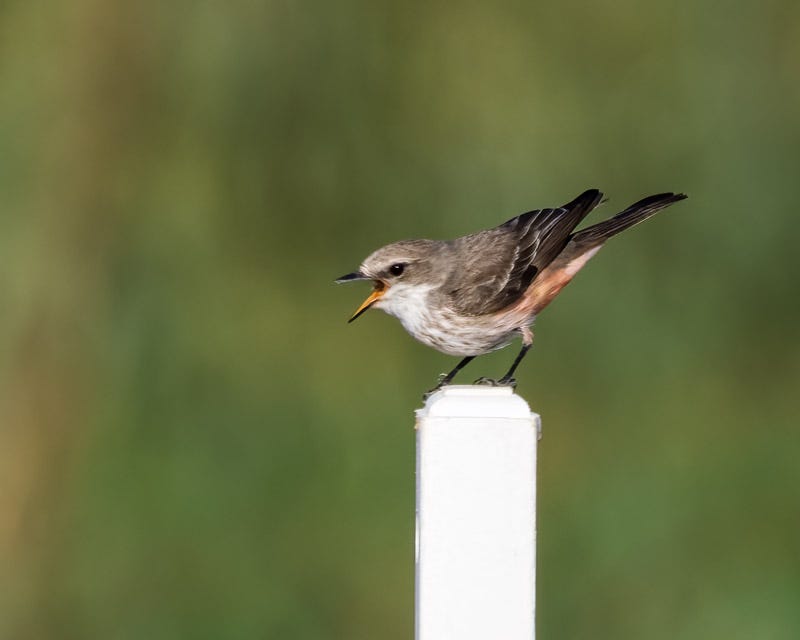 20260316-Sewailo-91-Edit-Edit.jpg 20260316-Sewailo-91-Edit-Edit.jpg