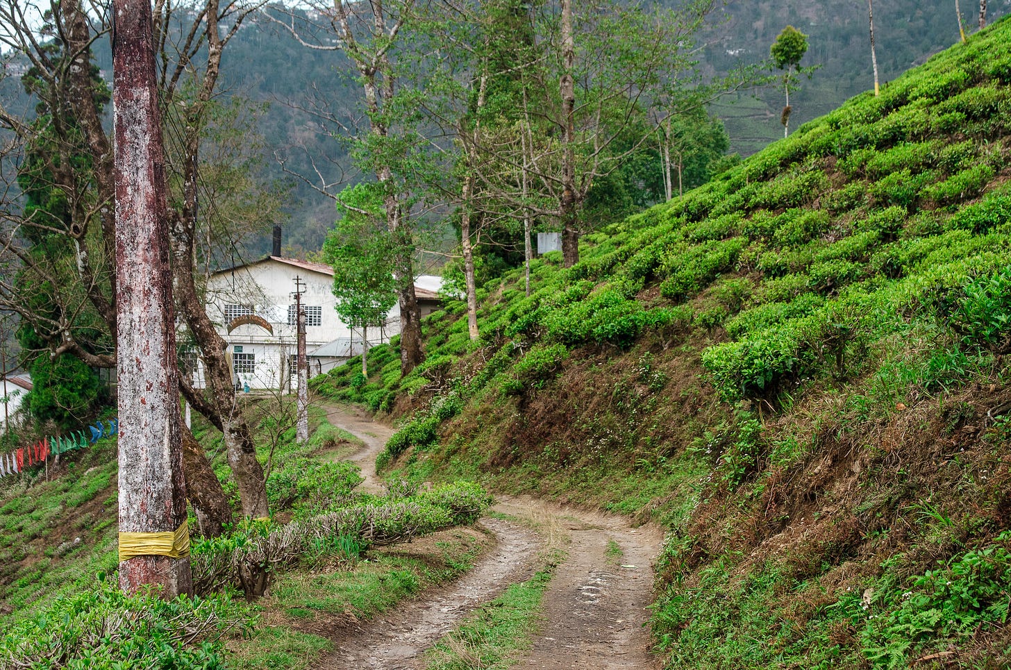 ID: Dirt road through tea field
