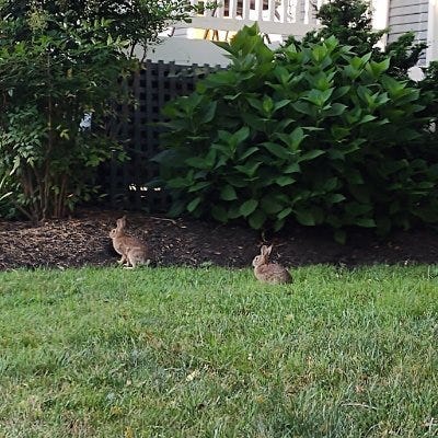 Substack profile picture for @bunnies