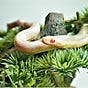 Hudson Valley Reptile & Rescue's avatar