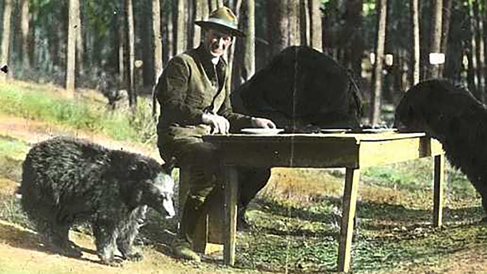 The Literacy Crisis Reaches Dog-Bear Science