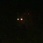 tecuani's avatar