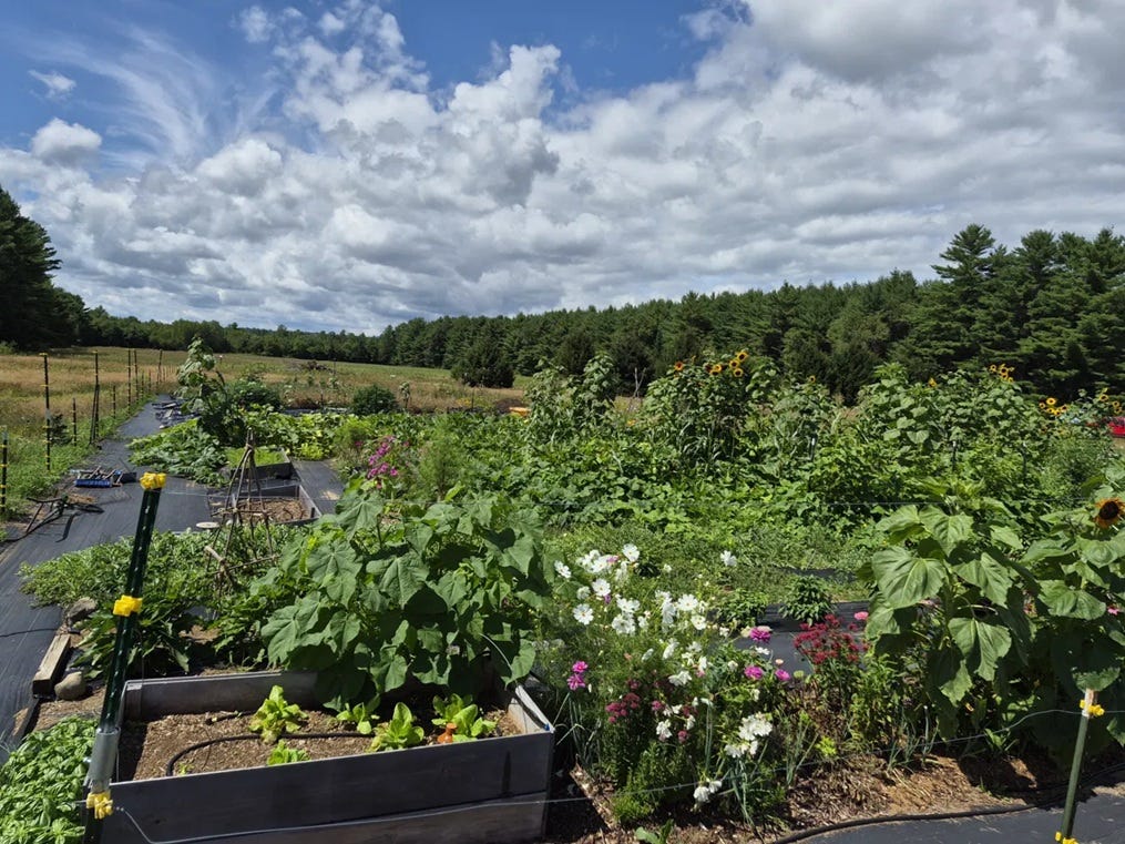 The Runamuk market garden August 2026.