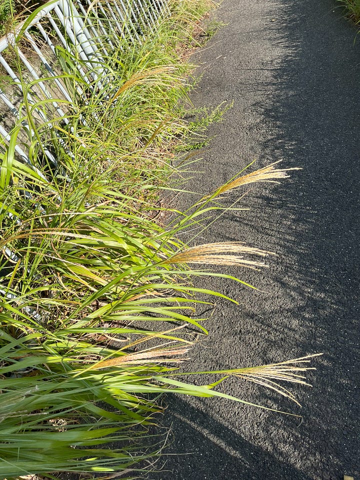 Two photos of susuki grass by the roadside in Suma, near Kobe. The susuki grass is just emerging from its green sheath as autumn progresses