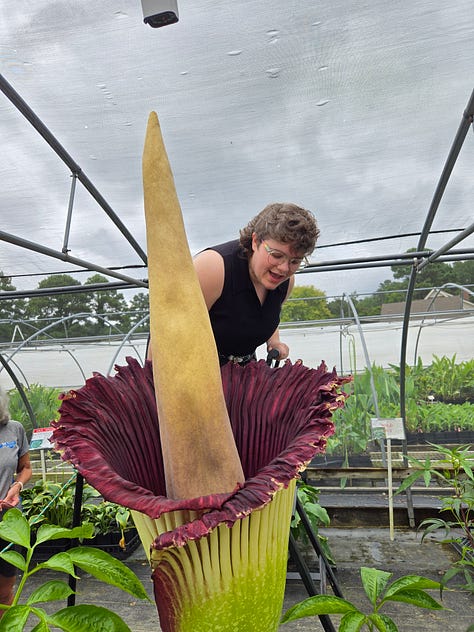 left, vern holland poses with corpse flower. middle, zoomed in image of corpse flower's spathe. right, vern holland looks down into corpse flower