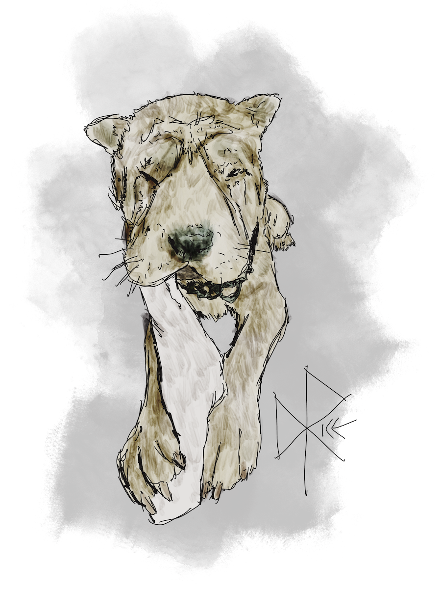 With the toe-end of a white sock secured between his paws, a Shar-Pei dog chews on the other end. Sketch art by Don Rice. With the toe-end of a white sock secured between his paws, a Shar-Pei dog chews on the other end. Sketch art by Don Rice.