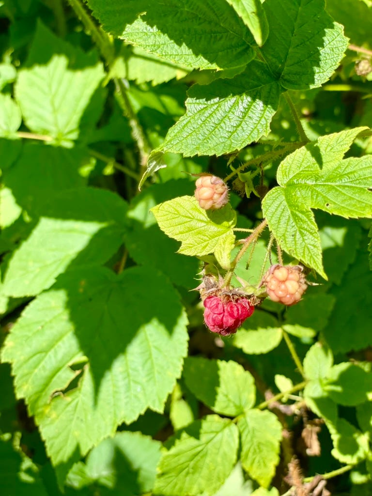 A close up of a plant

AI-generated content may be incorrect.