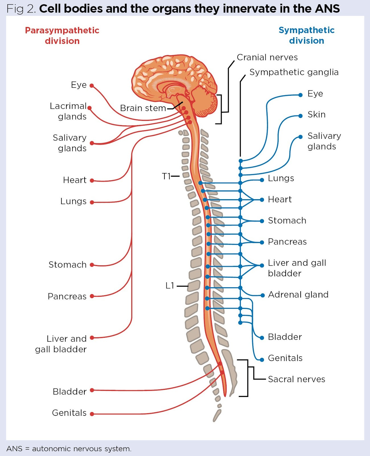 Fig-2.-Cell-bodies-and-the-organs-they-innervate-in-the-ANS.jpg