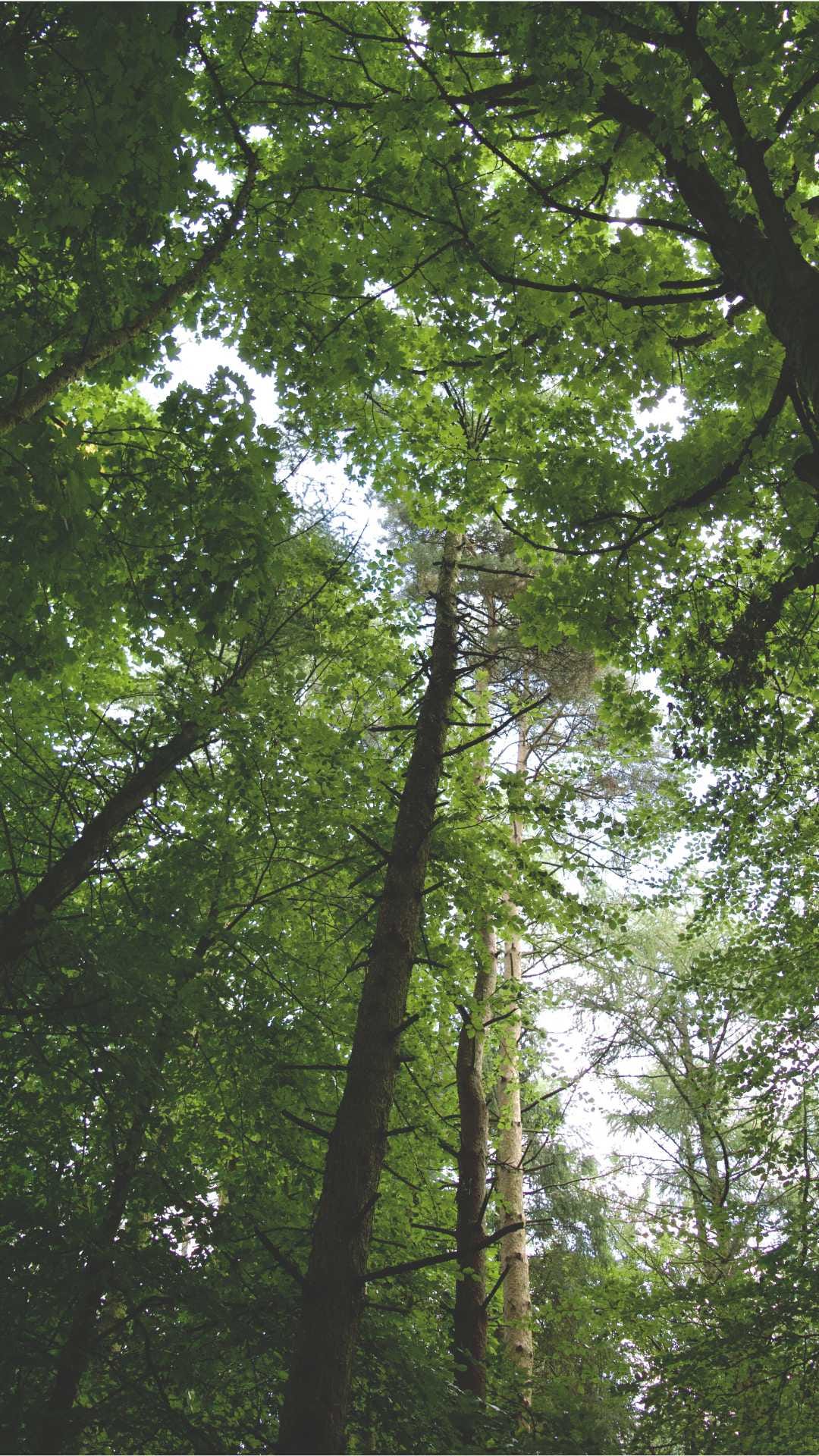 Trees in a wood