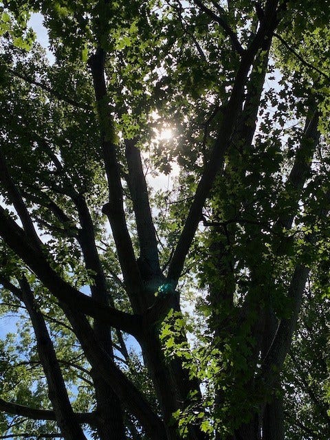 The Wonder of Joy: Nature & Happiness - tree