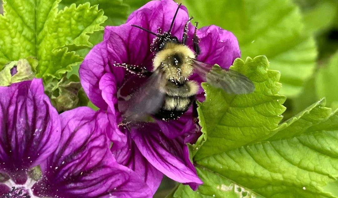 a bee on a purple flower a bee on a purple flower
