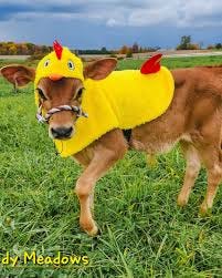 Mom keeps finding Halloween costumes for me 🤣🤣 Please allow me to  introduce Raider the Chicken • 🐮 Follow @cutest__cows for daily content! •  • • •Tag Someone Who Like Cows 🐮 • • • #