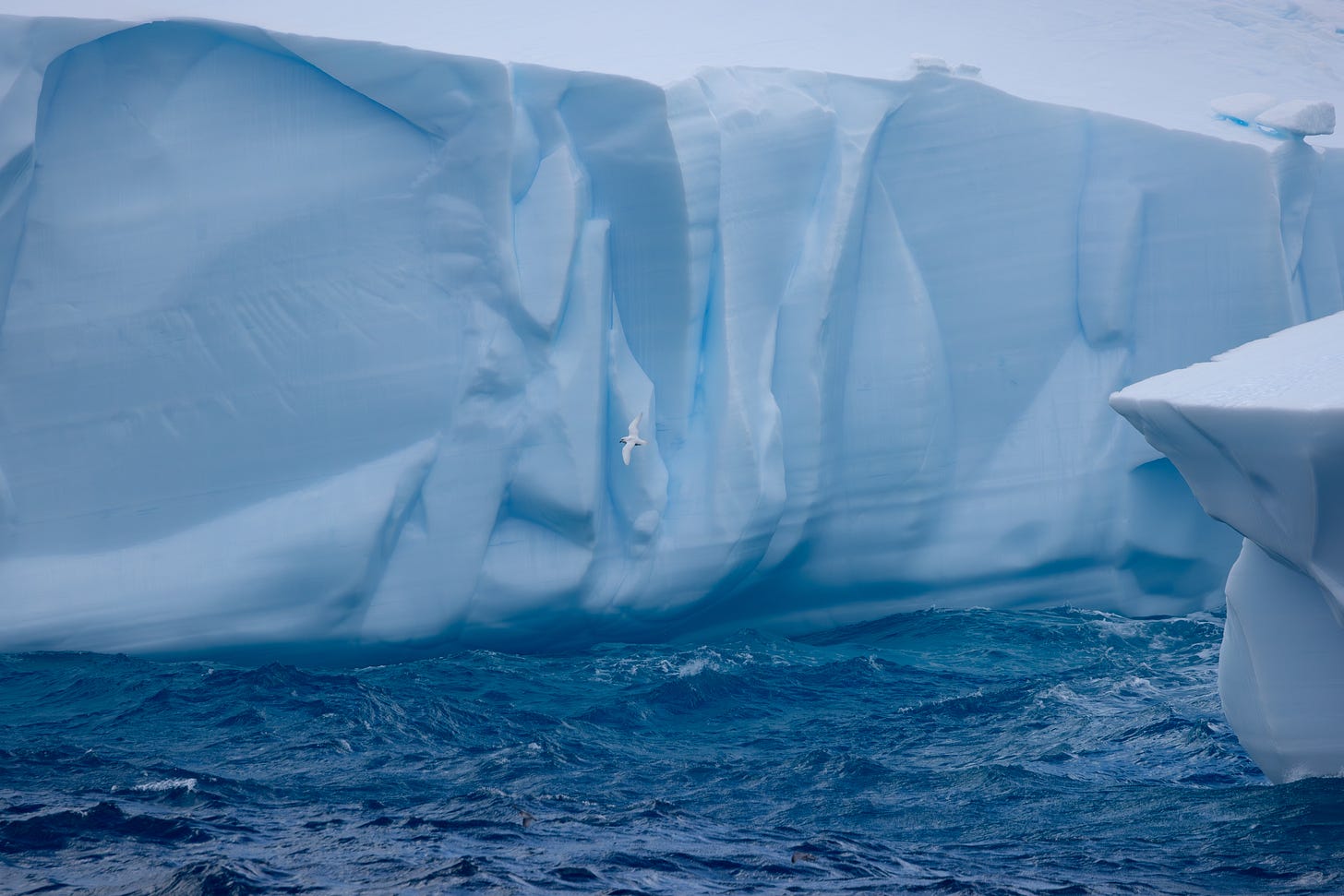 a chunk of iceberg taking up most of hte image with a small all-white bird flapping in the foreground, atop a blue sea.