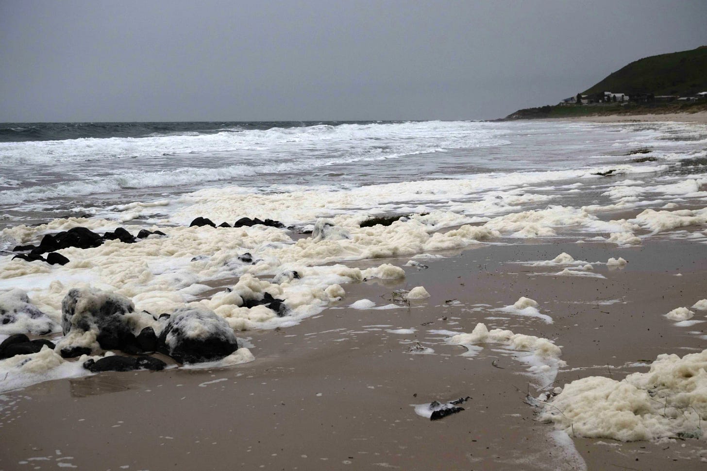 Australia's Growing Algal Crisis in South Devastates Marine Life - Bloomberg Australia's Growing Algal Crisis in South Devastates Marine Life - Bloomberg