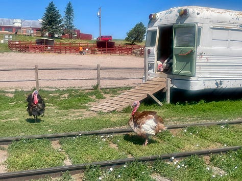 My photos from the campgrounds of the many animals.