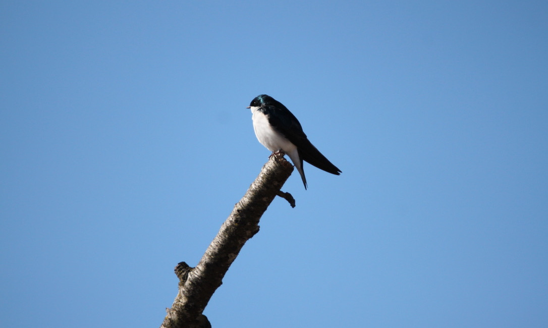 Spring arrival dates for common birds