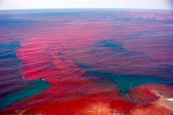 Red Tide - an overview | ScienceDirect Topics