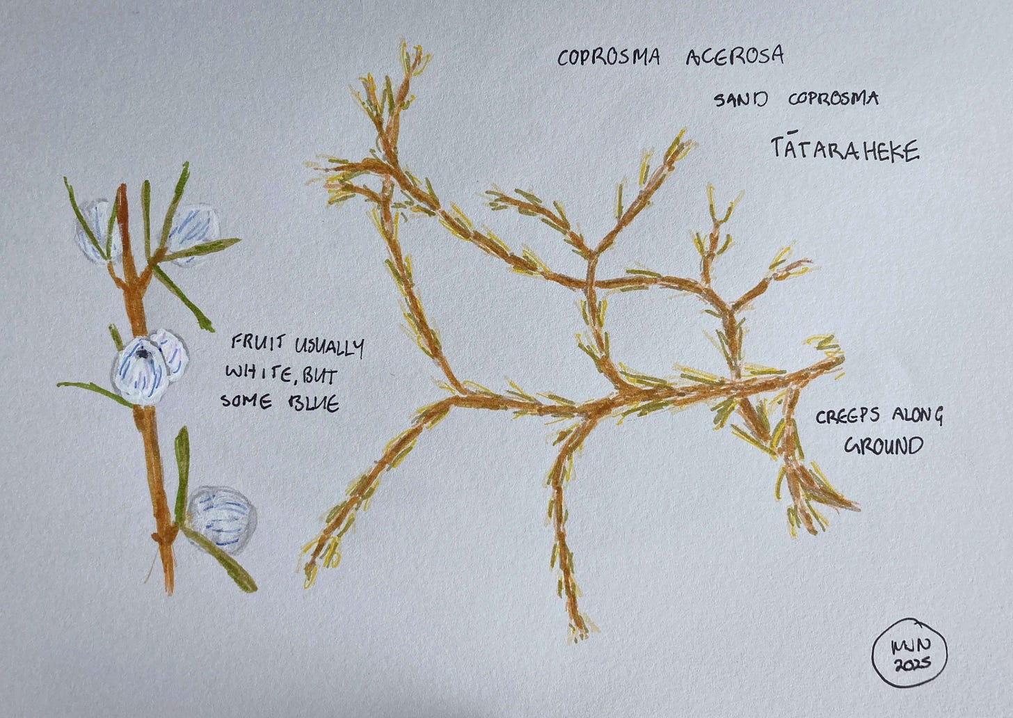 A felt pen drawing showing a short piece of stem of tātaraheke with leaves and fruit, and a separate drawing showing branches