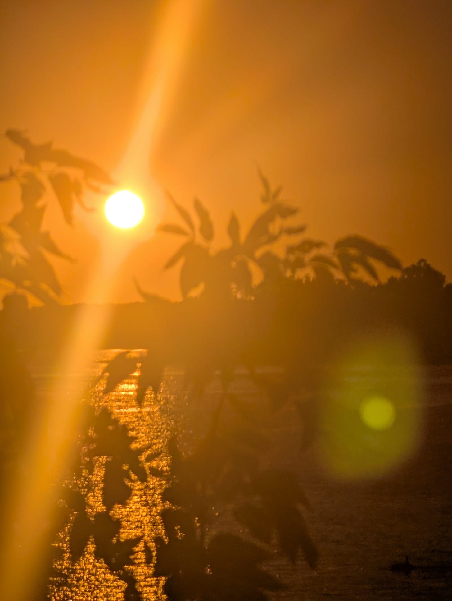 A sunset with light flares filtering through some leaves.