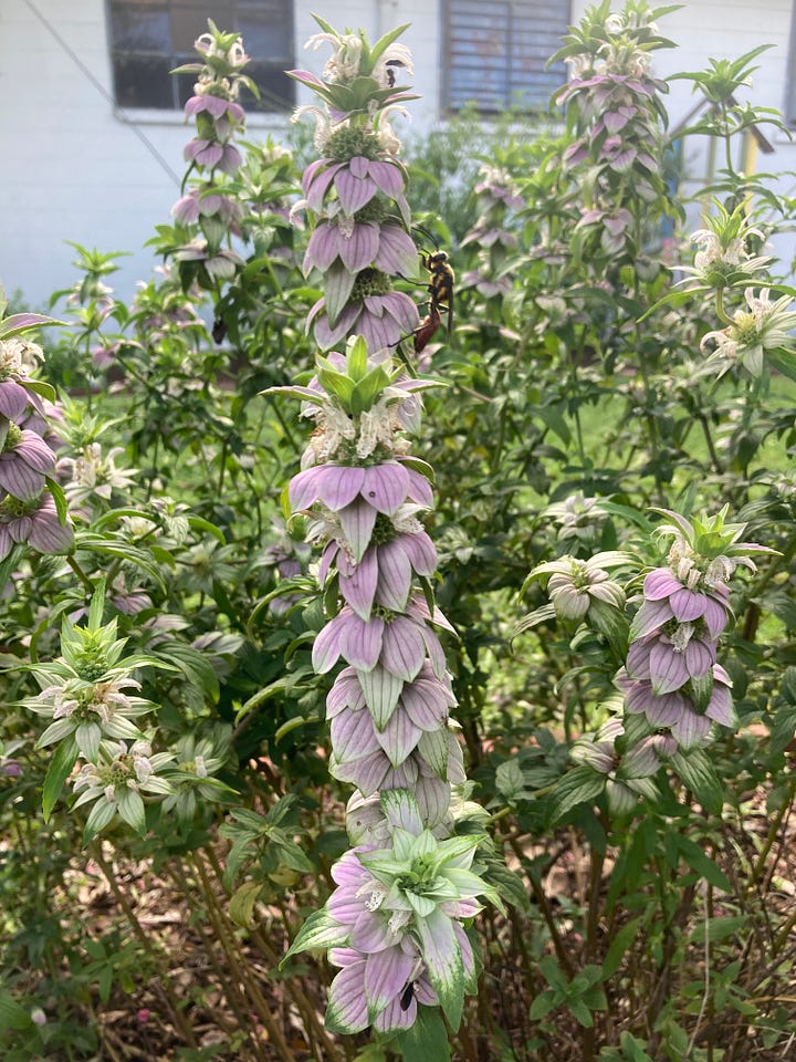 Flowering plants in the Florida-Friendly Landscaping Demonstration Garden that include white flowering pineland heliotrope, yellow flowering greeneyes, purple native porterweed, and orange flowering firebush.