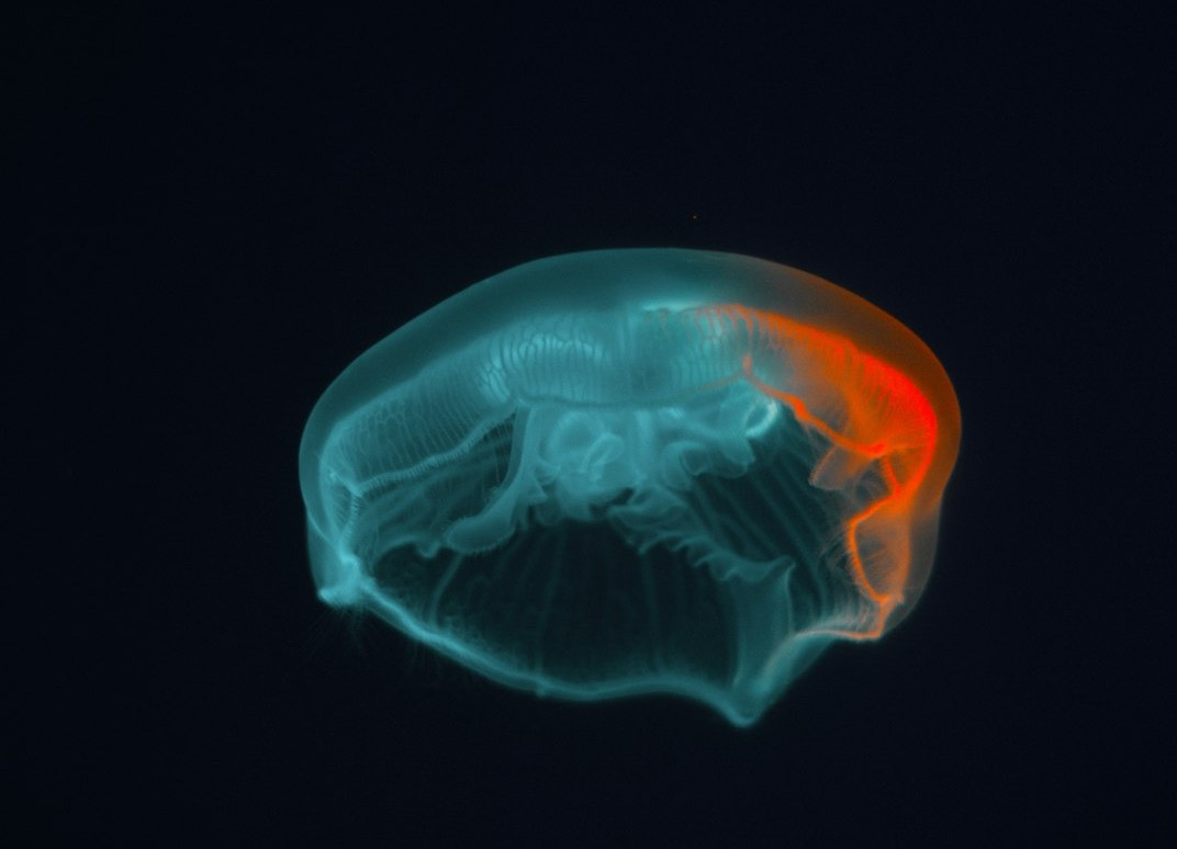 blue jellyfish in black background