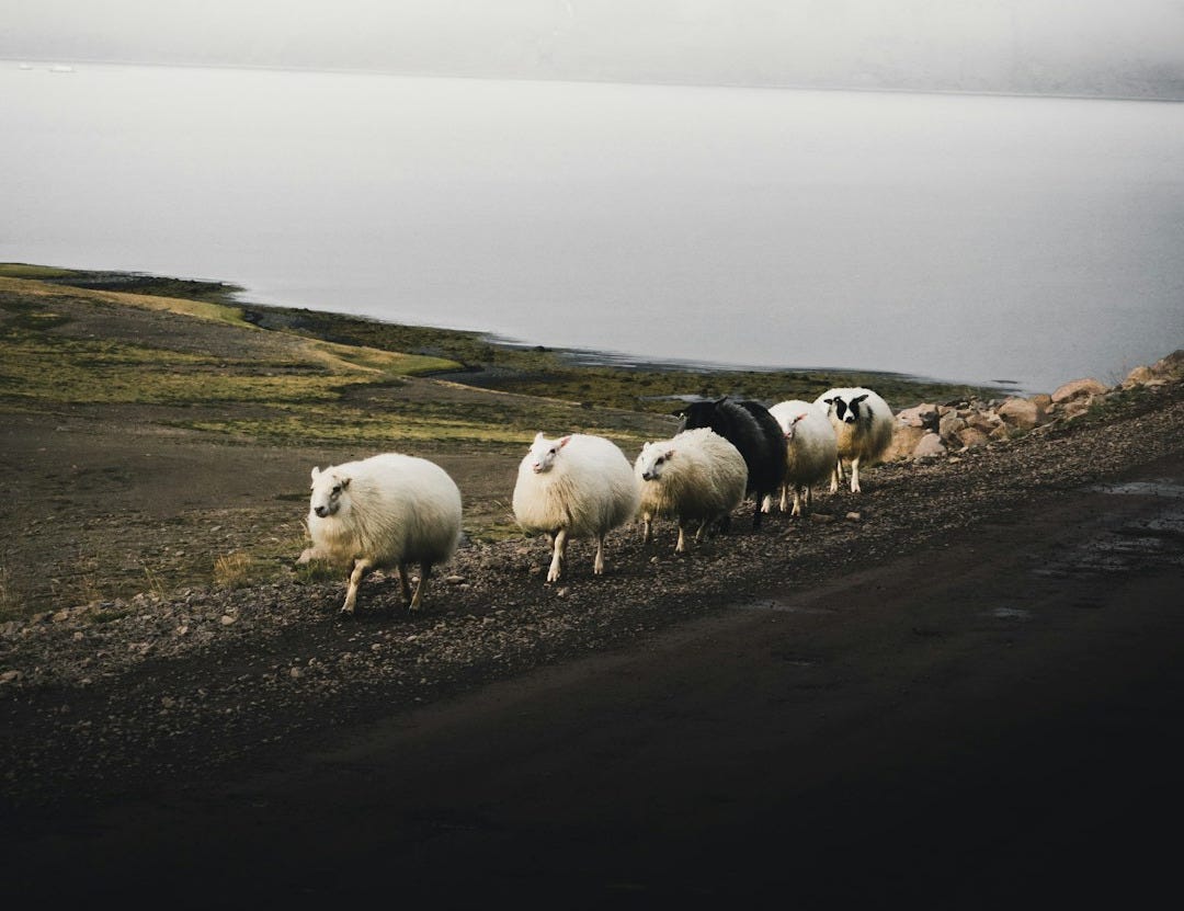 white sheep falling in line near body of water white sheep falling in line near body of water