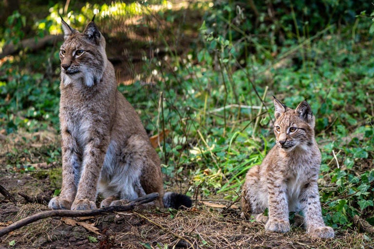 Lynx were driven to extinction in the UK hundreds of years ago - PA
