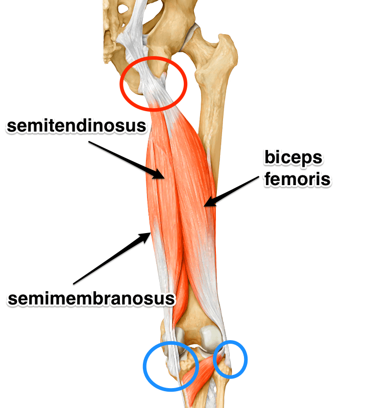 Proximal Hamstring Injury | Orthopaedic Surgeon Melbourne