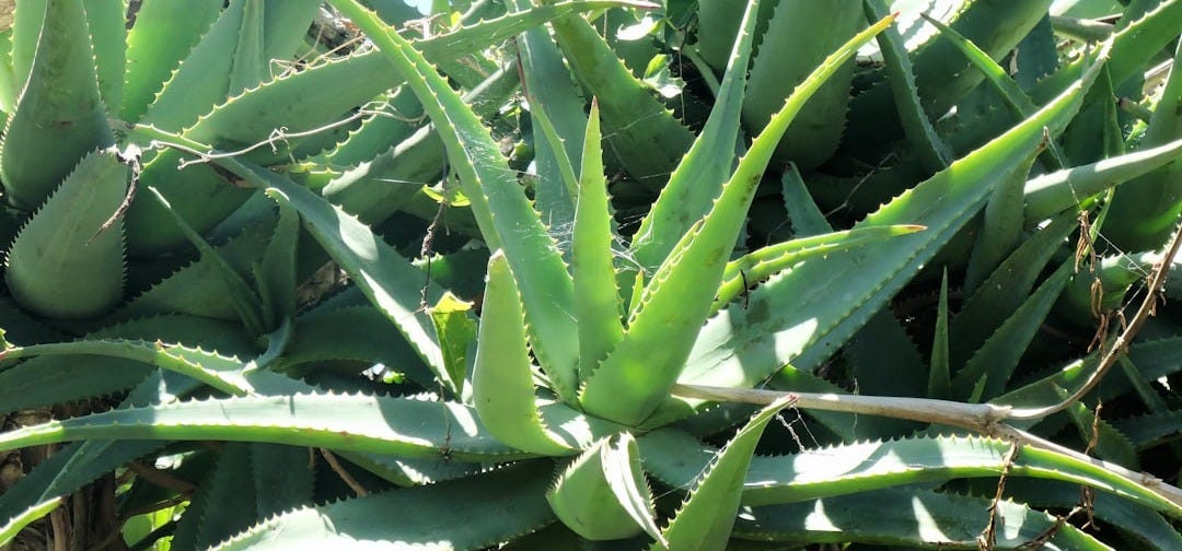a close up of a plant with many leaves