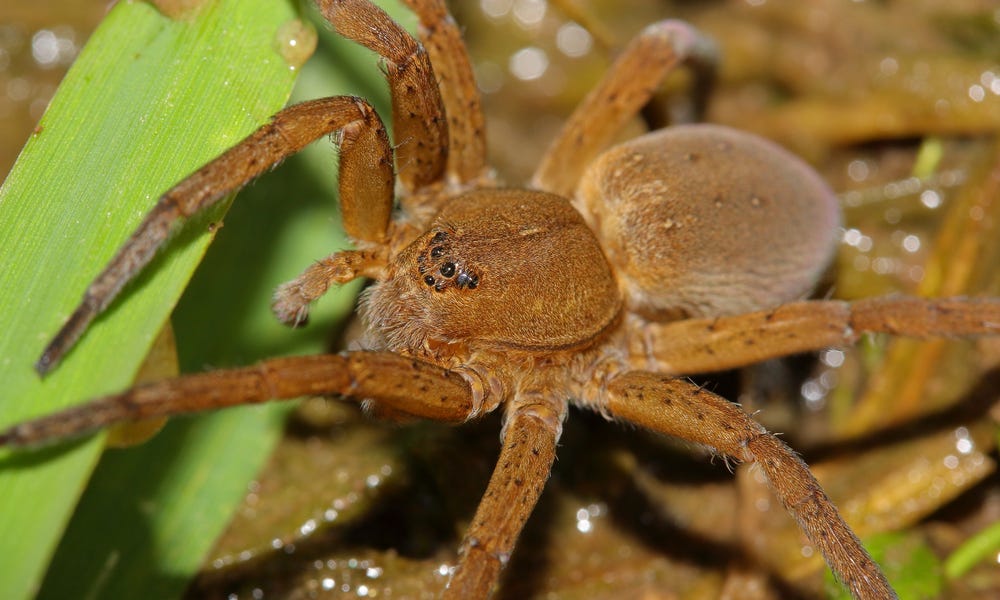 Metal Raft Spider Fen Raft Spiders: UK’s Comeback Story