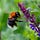 Bumblebee Garden