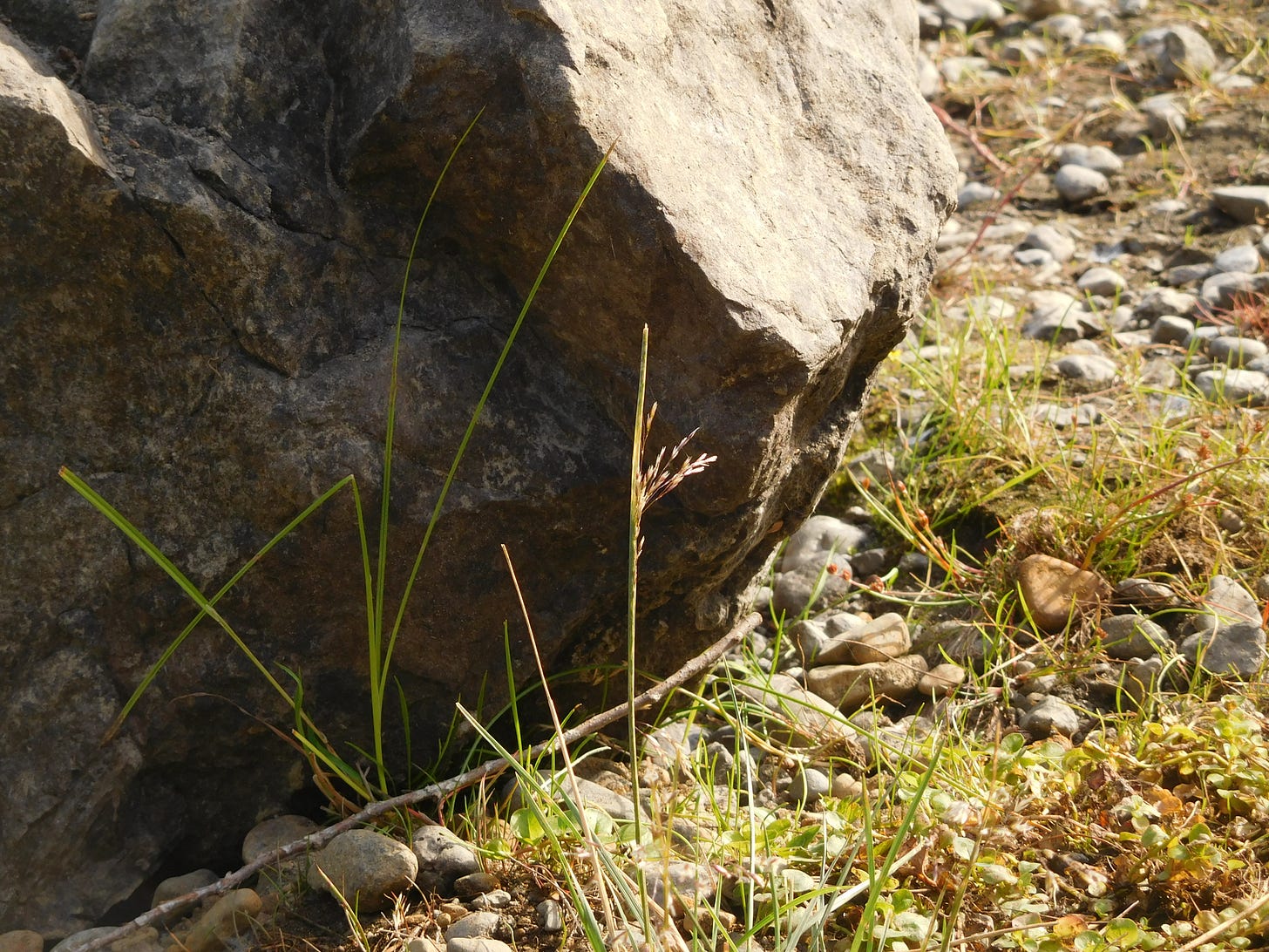 A solitary grass seedhead, sunlit against a dark boulder