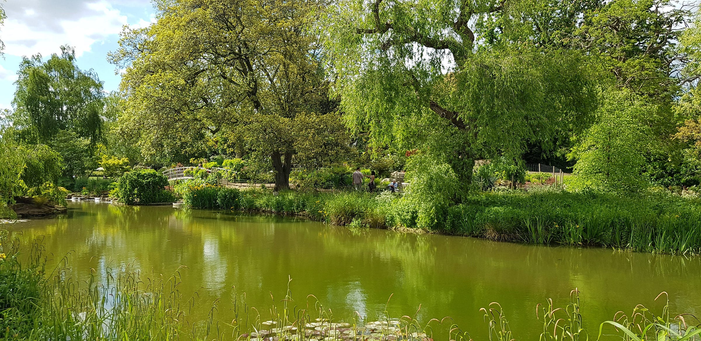 Lake with trees and a bridge