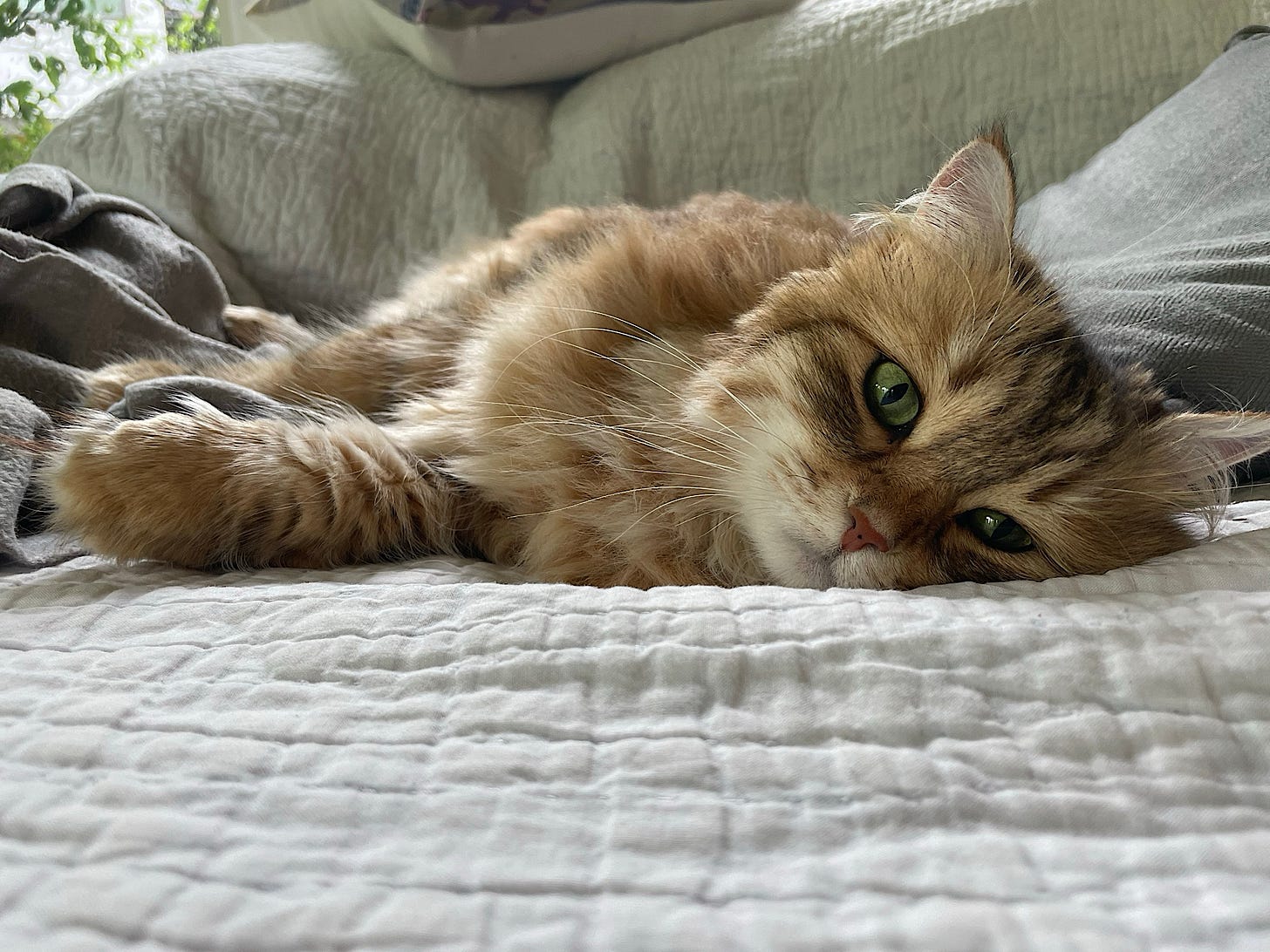 We got to visit our cat niece, Amina!