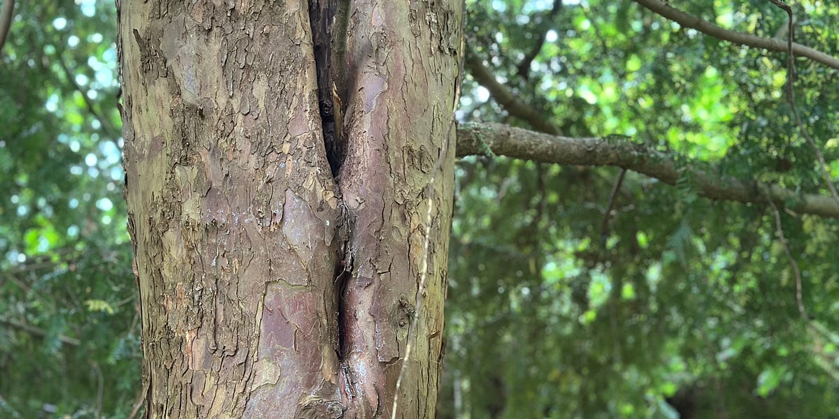 Thumbnail of AI in the garden