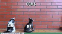 two kittens sitting in front of a brick wall with goals life and me two kittens sitting in front of a brick wall with goals life and me