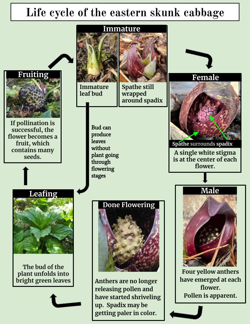 A colorful infographic displays the various stages of the life cycle of a flowering skunk cabbage plant.