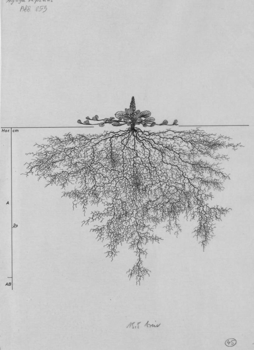 Ajuga root drawing Ajuga reptans - Lichtenegger, E. (1992), Wurzelatlas