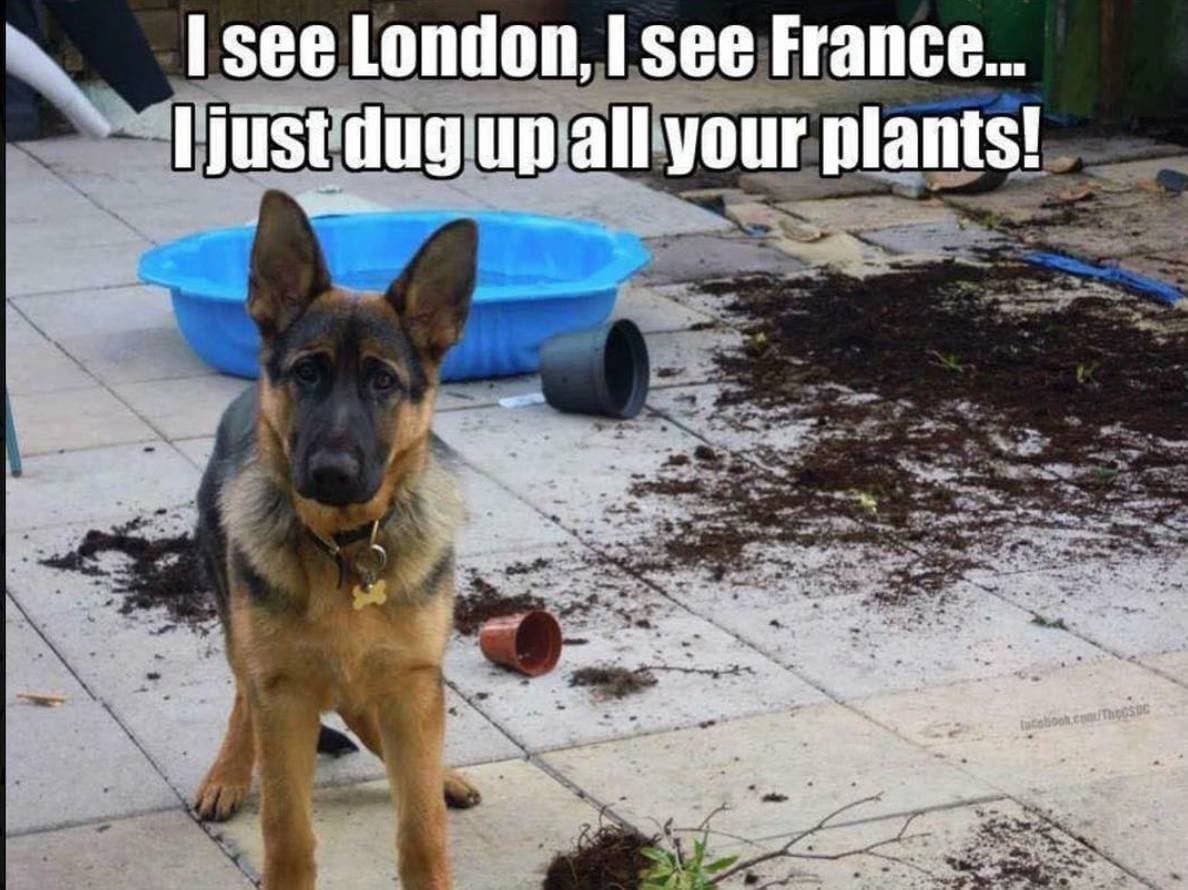 30 Hilariously Relatable German Shepherd Memes (With Pictures) | Hepper Pet  Resources