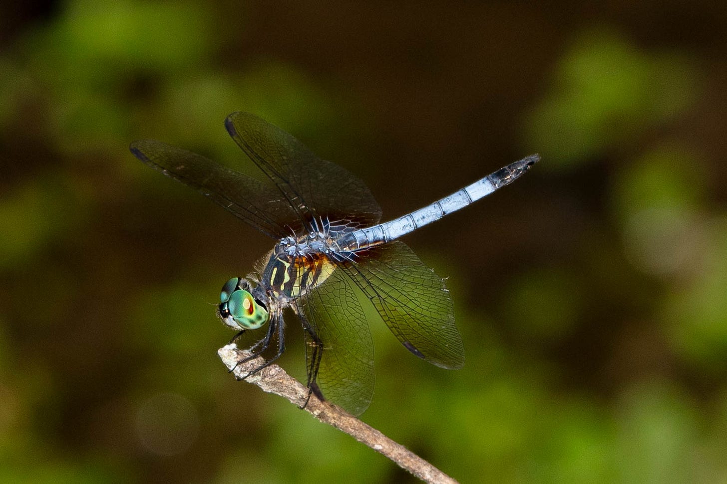 A blue dragonfly with a white-and-black-striped thorax and large turquoise eyes, perchecd wings open on a twig, against a dark green background